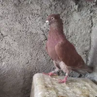 کفتر دم سفید