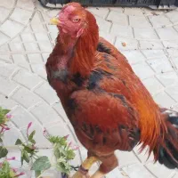 مرغ و خروس لاری|حیوانات مزرعه|فریمان, |دیوار