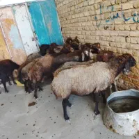 میش|حیوانات مزرعه|الیگودرز, |دیوار