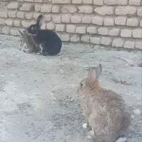 سه عدد خرگوش نر