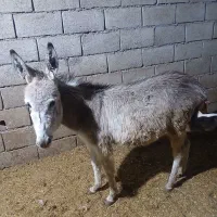 کره الاغ ماده