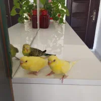 مرغ عشق جوان ۲ ماهه