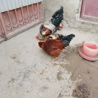 خروس فروشی گلین ومحلی|حیوانات مزرعه|کنگاور, |دیوار