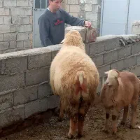 قوچ|حیوانات مزرعه|مشگین شهر, |دیوار