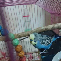 مرغ عشق اسپانگل|پرنده|بندر ماهشهر, |دیوار