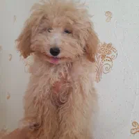 توله پودل ۴ ماهه