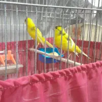 فروش یک جفت قناری نر و ماده