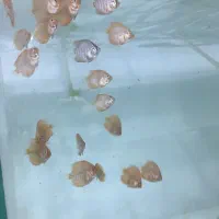 جوجه دیسکس|ماهی|رشت, حمیدیان|دیوار