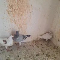 جوجه المانی