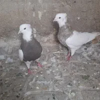 فروش طوقی وپلاکی|پرنده|دره شهر, |دیوار