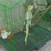 عروس هلندی نر وماده سه ماهه