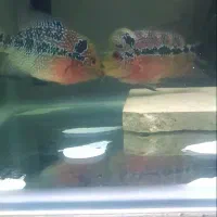 فلاوررددراگون|ماهی|سقز, |دیوار