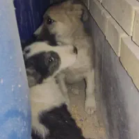 توله نژاد افغان