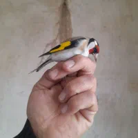 سهره|پرنده|دیواندره, |دیوار