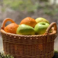 سبد|ظروف نگهدارنده، پلاستیکی، یکبارمصرف|همدان, |دیوار