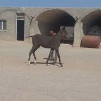 کره اسب نریون