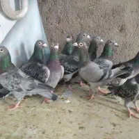 آلمانی ودورگ کفتر بوم پرشی|پرنده|تربتحیدریه, چهارراه خواف|دیوار