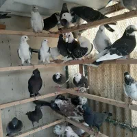 80طوق غریب گیری|پرنده|چهاردانگه (تهران), |دیوار