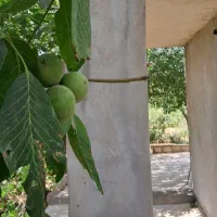 باغ بهشت تاکستان|فروش دفتر صنعتی، کشاورزی، تجاری|اسفرورین, |دیوار
