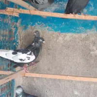 کفترمسافتی