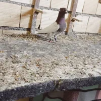 پشت سرور و کله سرخ و کرم نر|پرنده|شیراز, شهرک گلها|دیوار