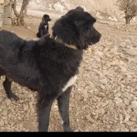 یک جفت نر ماده اصل قدریجونی