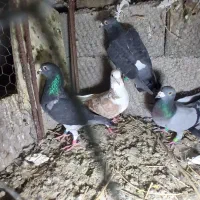 ۴ عدد نر غروب بازی