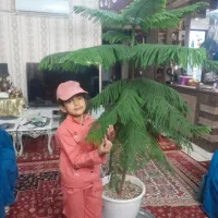 درختچه بنجامین آمستر سروزینتی|گل و گیاه طبیعی|گلبهار, شهر جدید گلبهار|دیوار