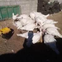 بوقلمون محلی|حیوانات مزرعه|بانه, |دیوار