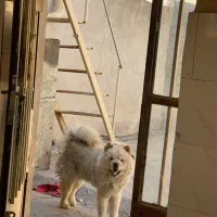 سگ چاو چاو|سگ|اراک, |دیوار