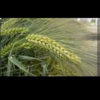 جو ابی مادری واکسیما و جلگه