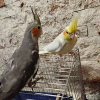 جوجه یک ماهه عروس هلندی سینامون و لوتینو|پرنده|تهران, اتابک|دیوار