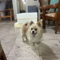 پامرین اصل از نژاد روباهی آلمانی