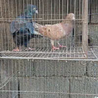 کبوتر سرور.و یجفت ساعت بالا|پرنده|وحیدیه, |دیوار