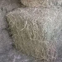 یونجه خشک