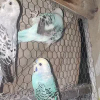 مرغ عشق رینبو و اوپالین|پرنده|سراوان, |دیوار
