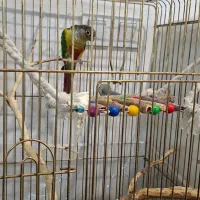 طوطی گرینچیک|پرنده|مشهد, امیریه|دیوار