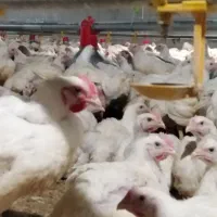 کارگرمرغداری