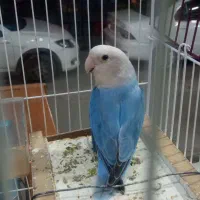 طوطی برزیلی صحیح وسالم|پرنده|بندر ماهشهر, |دیوار