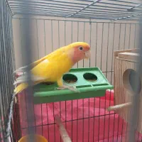 یک جفت کوتوله مولد ب شرط جوجه