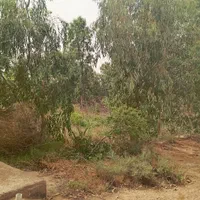 فروش دامداری ملاثانی