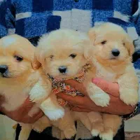 مالتیپو عروسکی