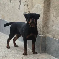 روت صربستانی‌ ۵ ماهه مطابق عکس