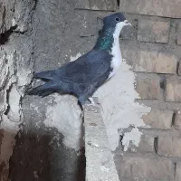 کرباتی ماده|پرنده|زاوه, |دیوار