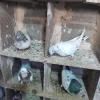 کفترتهرانی|پرنده|بروجرد, |دیوار