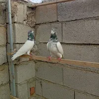 دونه ای ۲۵۰ هزار|پرنده|شوط, |دیوار