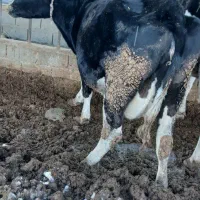 گاو سر سینه