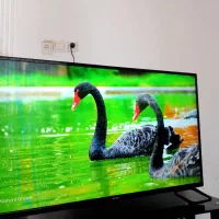 ال ای دی تلویزیون ۴۳اینچ نکساردرحداک|تلویزیون و پروژکتور|مشهد, شهرک شیرین|دیوار