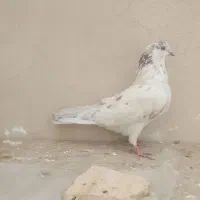 کبوتر کله خالدار|پرنده|نجفآباد, یزدانشهر|دیوار