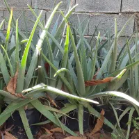 انواع نهال|خدمات باغبانی و درختکاری|شیراز, عادل آباد|دیوار